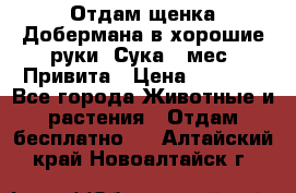 Отдам щенка Добермана в хорошие руки. Сука 5 мес. Привита › Цена ­ 5 000 - Все города Животные и растения » Отдам бесплатно   . Алтайский край,Новоалтайск г.